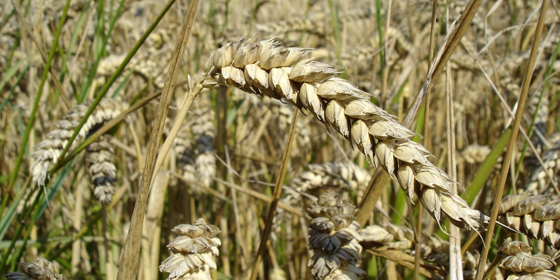 الأمن الغذائي في الشرق الأوسط وشمال أفريقيا.. التحديات والمخاطر