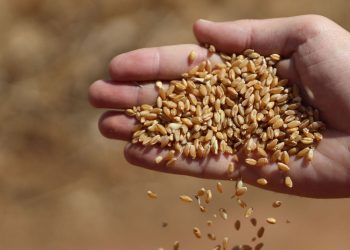 صورة.سبوتنيك