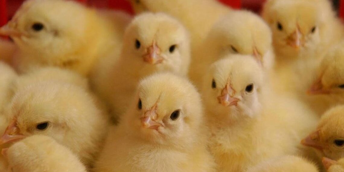 أزمة الكتاكيت في مصر - وسائل التواصل