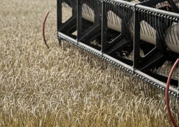 صورة.ريا نوفوستي