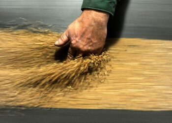 صورة.ريا نوفوستي